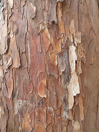 Podocarpus falcatus - Afro carpus, Outeniqua yellowwood /2 photo 4