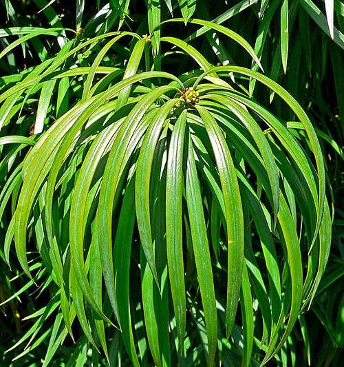 Podocarpus henkelii - Henkel`s yellowwood photo 2