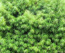 Podocarpus henkelii - Henkel`s yellowwood photo 4