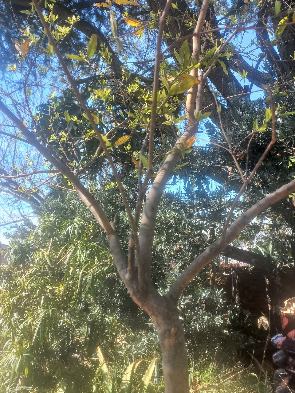 Combretum Kraussii - forest bushwillow