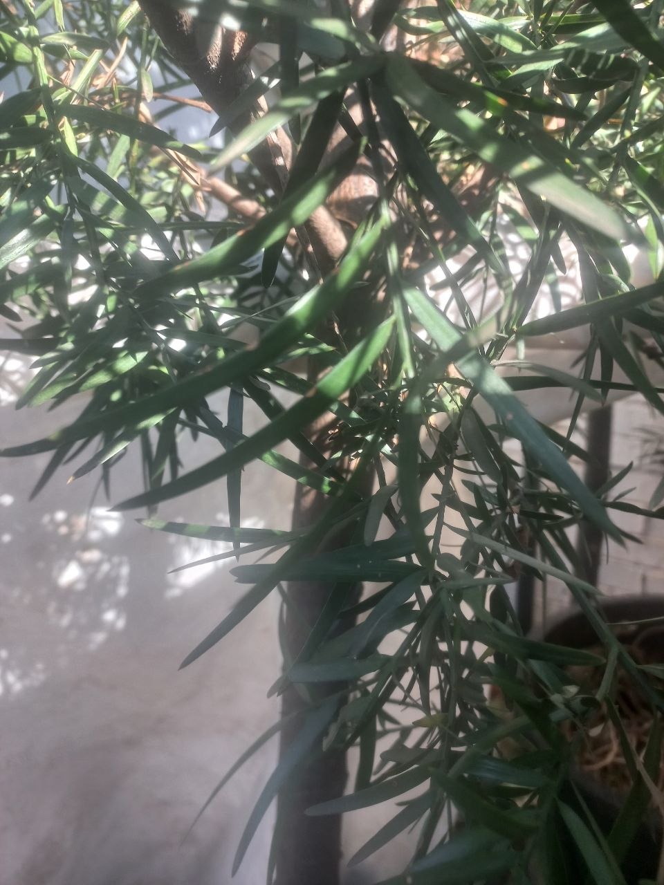 Podocarpus falcatus - Afro carpus, Outeniqua yellowwood
