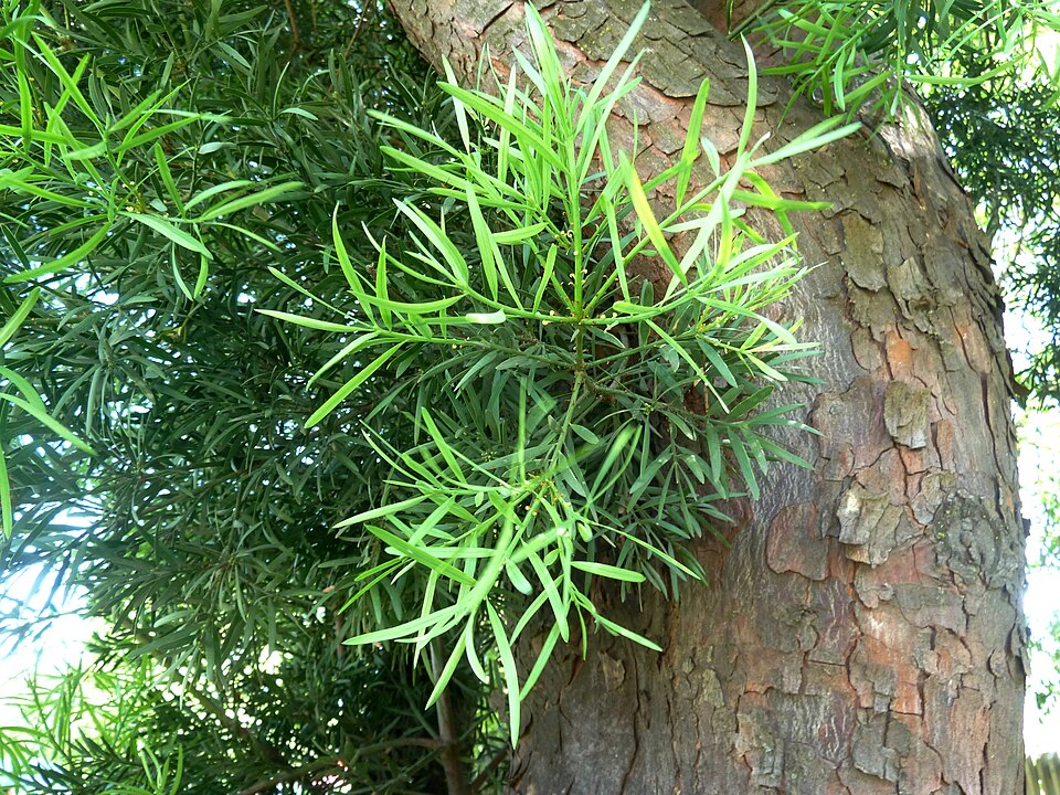 Podocarpus falcatus - Afro carpus, Outeniqua yellowwood /2 photo 3