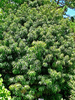 Podocarpus henkelii - Henkel`s yellowwood photo 3