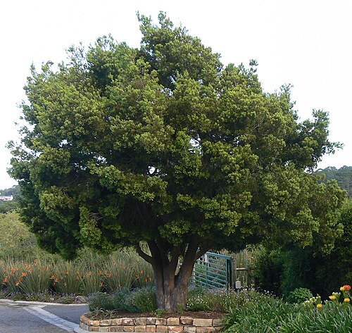 Podocarpus falcatus - Afro carpus, Outeniqua yellowwood /2 photo 2
