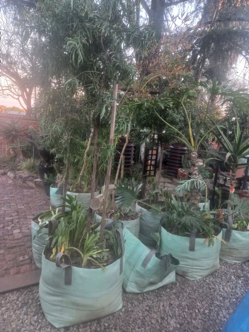 Podocarpus henkelii - Henkel`s yellowwood /2
