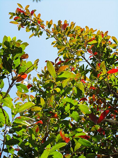 Combretum Kraussii - forest bushwillow photo 5