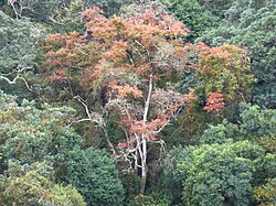 Combretum Kraussii - forest bushwillow photo 2