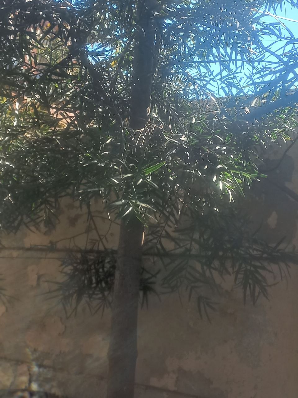 Podocarpus falcatus - Afro carpus, Outeniqua yellowwood /2