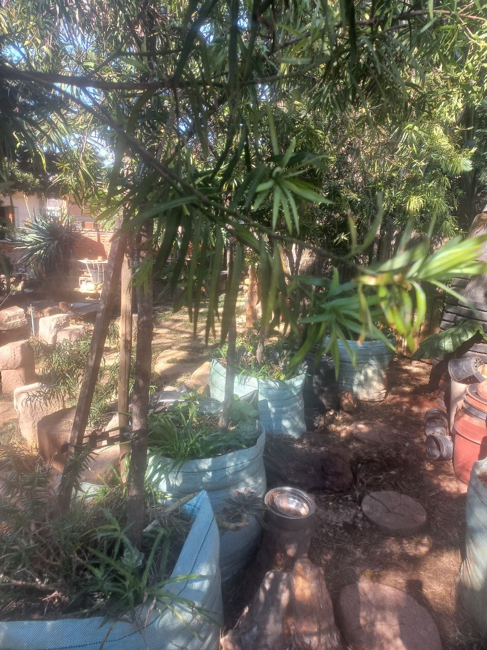 Podocarpus henkelii - Henkel`s yellowwood