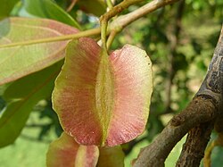 Combretum Kraussii - forest bushwillow photo 3