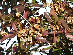Combretum Kraussii - forest bushwillow photo 4