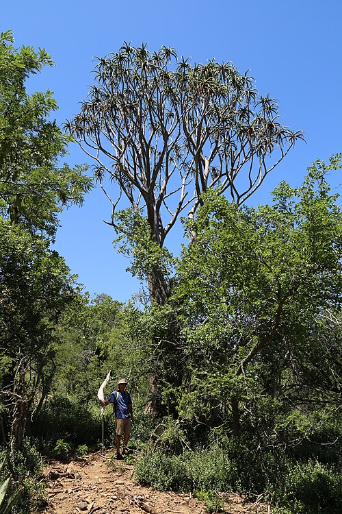 Aloidendron barberae - Tree aloe photo 3