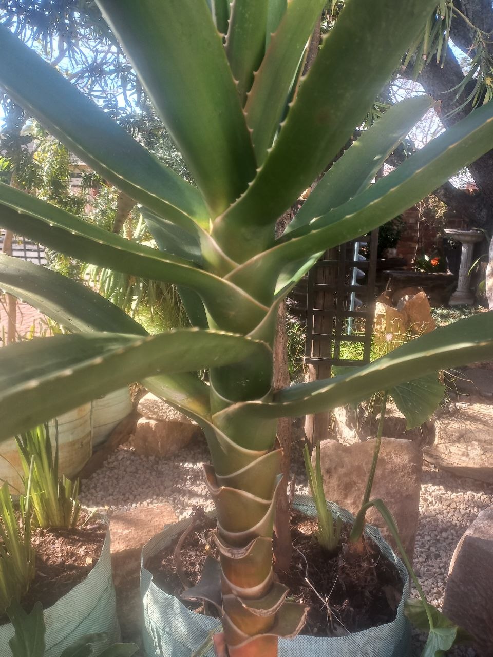 Aloidendron barberae - Tree aloe