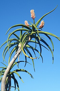 Aloidendron barberae - Tree aloe photo 2
